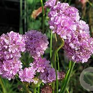 Armeria ps. 'Ballerina Lilac' GM P9