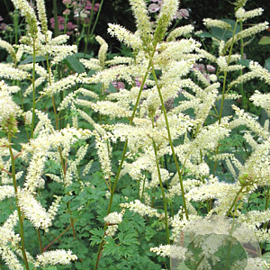 Aruncus aethusifolius GM P9 Chemievrij