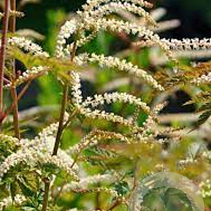 Aruncus 'Horatio' GM P9 Chemievrij