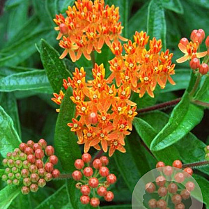 Asclepias tuberosa GM P9 Chemievrij