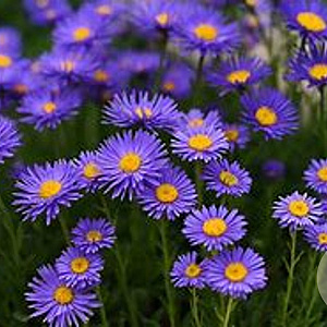 Aster alpinus GM P9 Chemievrij