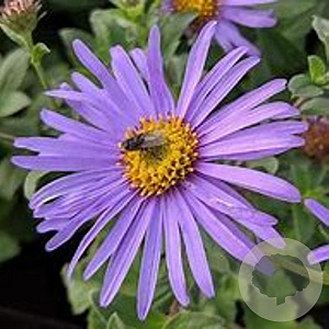 Aster frikartii 'Mönch' GM P9 Chemievrij