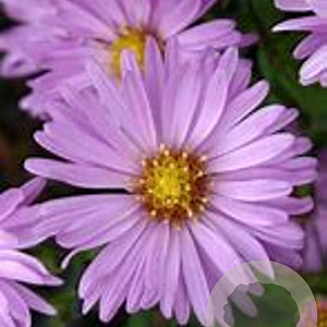 Aster (D) 'Herbstgruss v. Bresserh' GM P9 Chemievrij