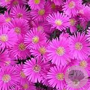 Aster (D) 'Jenny' GM P9 Chemievrij