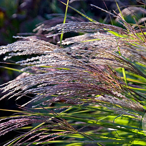 Miscanthus sinensis 'Grosse Fontaine' GM C1.3