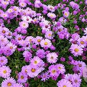 Aster (D) 'Rosenwichtel' GM P9 Chemievrij