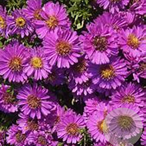 Aster (D) 'Starlight' GM P9 Chemievrij