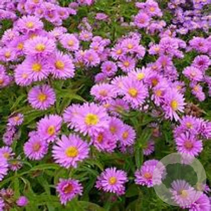 Aster 'Wood's Pink' GM P9 Chemievrij