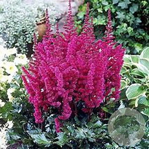 Astilbe c. 'Vision in Red' GM P9 Chemievrij