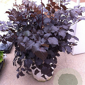 Astilbe 'Chocolate Shogun' GM P9