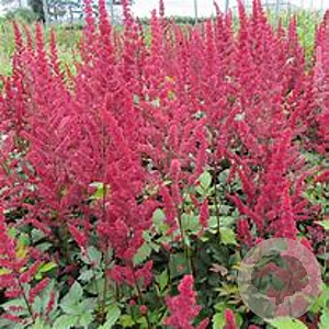 Astilbe (J) 'Montgomery' GM P9 Chemievrij