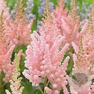 Astilbe 'Vision Inferno' GM P9 Chemievrij