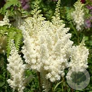 Astilbe (A) 'Weisse Gloria' GM P9 Chemievrij