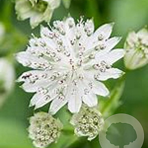 Astrantia maj. 'Alba' GM P9 Chemievrij
