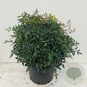 Nandina domestica 'Gulfstream' 40 cm 10L