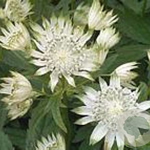 Astrantia maj. 'Alba' GM P9