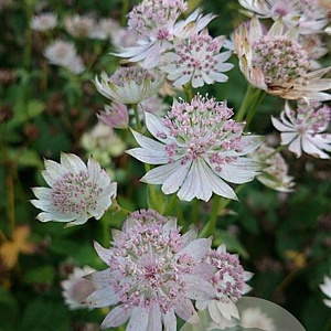 Astrantia maj. 'Rosa Lee' GM P9