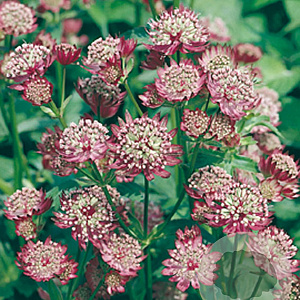 Astrantia maj. 'Rubra' GM P9