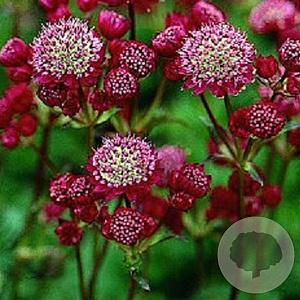 Astrantia maj. 'Ruby Cloud' GM P9