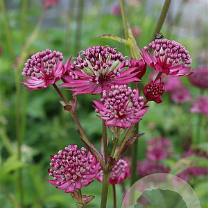 Astrantia maj. 'Ruby Cloud' GM P9