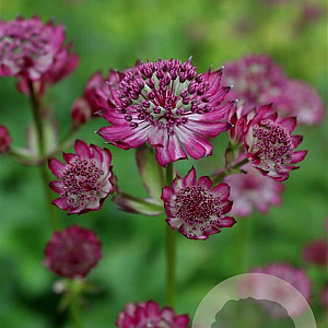 Astrantia maj. 'Ruby Cloud' GM P9