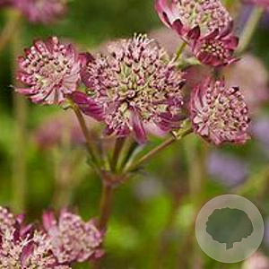 Astrantia maj. 'Star of Beauty' GM P9 Chemievrij