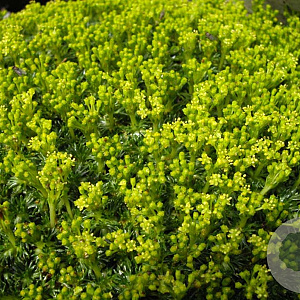 Azorella trifurcata 'Nana' GM P9