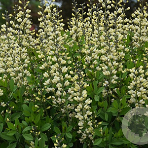 Baptisia 'Vanilla Cream' GM P9