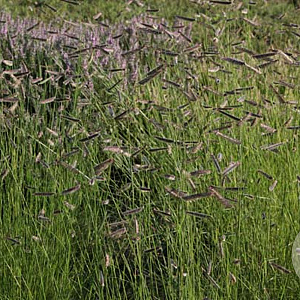 Bouteloua gracilis GM P9 Chemievrij