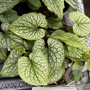Brunnera macr. 'Alexanders Great' GM P9 Chemievrij