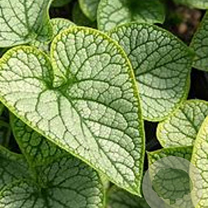 Brunnera macr. 'Jack Frost' GM P9 Chemievrij