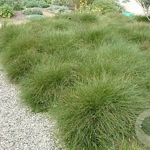 Carex 'Phoenix Green' GM P9 Chemievrij
