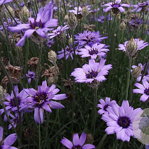Catananche caerulea 'Major' GM P9