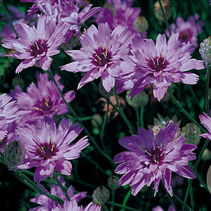Catananche caerulea 'Major' GM P9