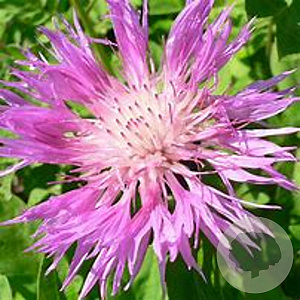 Centaurea dealbata GM P9 Chemievrij