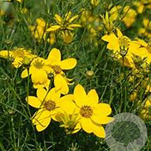 Coreopsis verticillata GM P9 Chemievrij