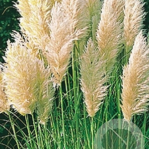 Cortaderia s. 'Evita' GM P9