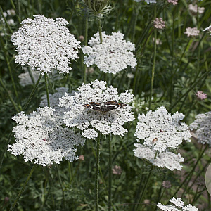 Daucus carota GM P9 Chemievrij