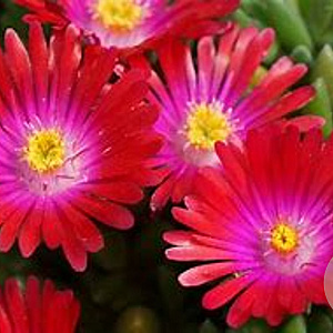 Delosperma c. 'Jewel of Des Garnet' GM P9 Chemievrij