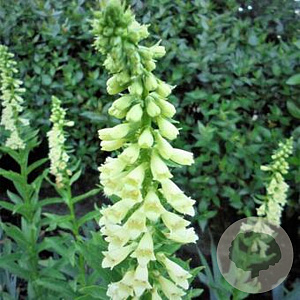 Digitalis lutea GM P9 Chemievrij