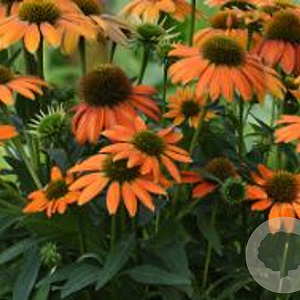 Echinacea Lakota Orange GM P9