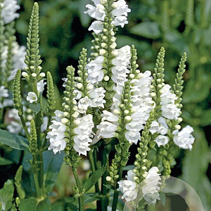 Physostegia virginiana 'Cristal Peak White' GM 2,0L