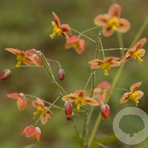 Epimedium pubigerum 'Orangekönigin' GM P9 Chemievrij