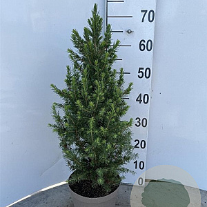 Picea gl. 'Conica' 50-60 cm 5,0L