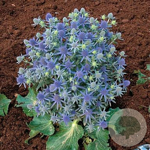 Eryngium planum GM P9 Chemievrij