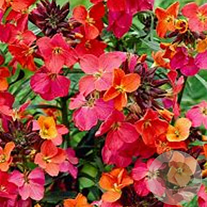 Erysimum 'Constant Cheer' GM P9 Chemievrij