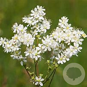 Filipendula vulgaris GM P9 Chemievrij