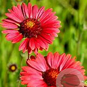 Gaillardia 'Burgunder' GM P9 Chemievrij