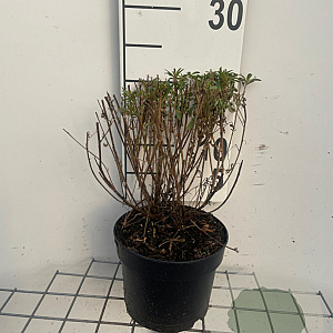 Gaura l. 'Whirling Butterflies' GM 2,0L