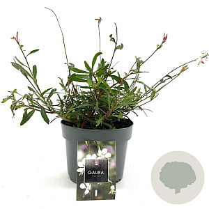 Gaura l. 'Whirling Butterflies' GM 2,0L